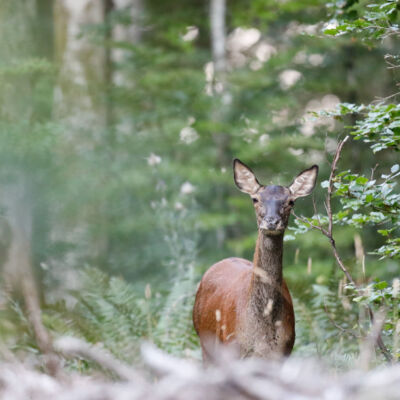 Biche de cerf © Guillaume Pasche