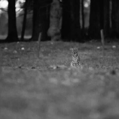 Lynx boréal © Guillaume Pasche
