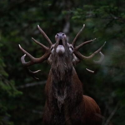 Cerf élaphe © Guillaume Pasche