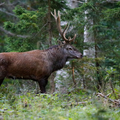 Cerf élaphe © Guillaume Pasche
