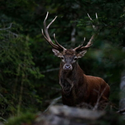 Cerf élaphe © Guillaume Pasche