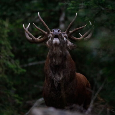 Cerf élaphe © Guillaume Pasche