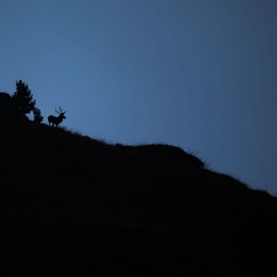 Cerf élaphe © Guillaume Pasche