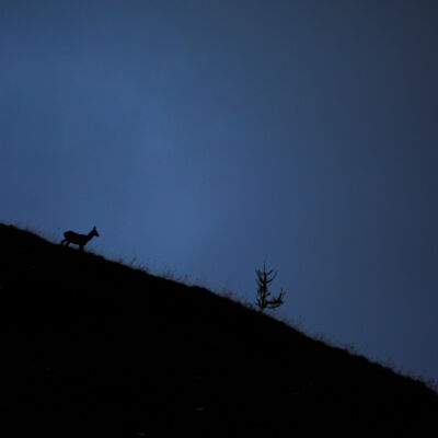 Cerf élaphe © Guillaume Pasche