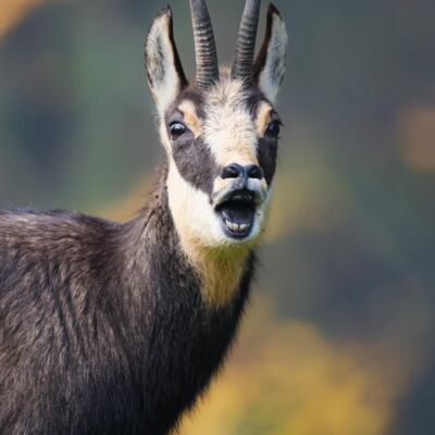 Chamois © Guillaume Pasche