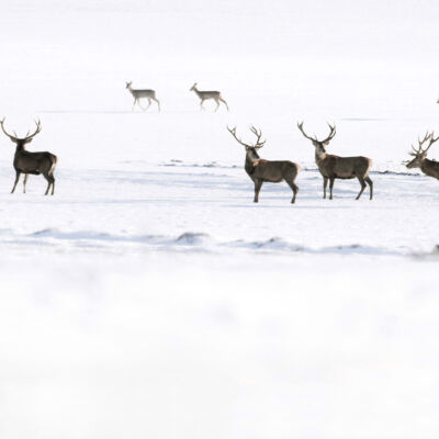 Cerf élaphes et chevreuils © Guillaume Pasche