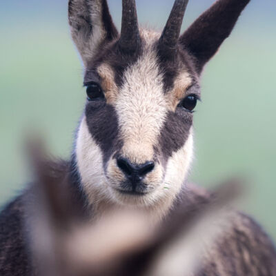 Chamois © Guillaume Pasche
