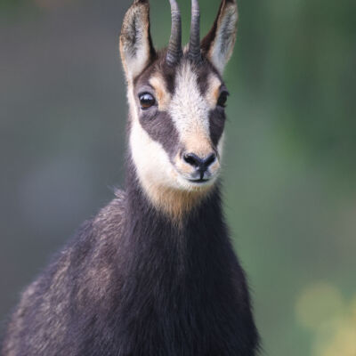 Chamois © Guillaume Pasche