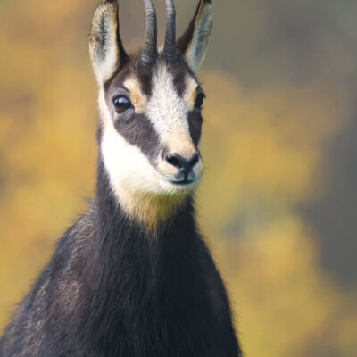 Chamois © Guillaume Pasche