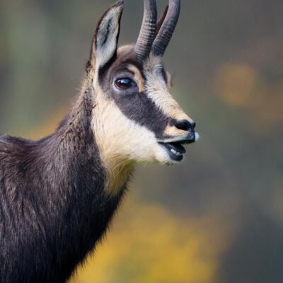 Chamois © Guillaume Pasche