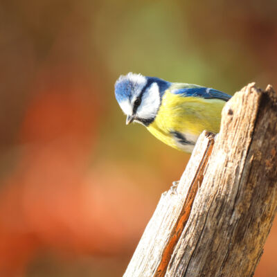 Mésange bleue © Guillaume Pasche