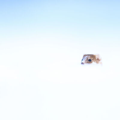 Hermine © Guillaume Pasche