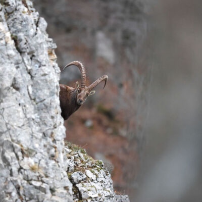 Bouquetin des Alpes © Guillaume Pasche