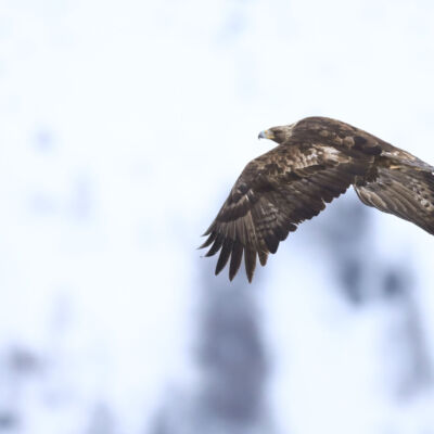 Aigle royal © Guillaume Pasche