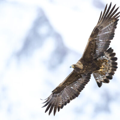 Aigle royal © Guillaume Pasche