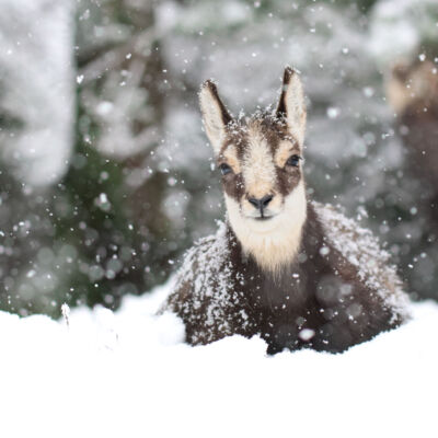 Chamois © Guillaume Pasche