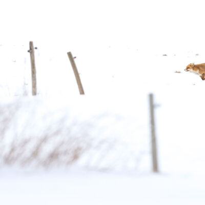 Renard roux © Guillaume Pasche