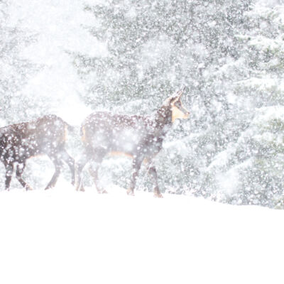 Chamois © Guillaume Pasche