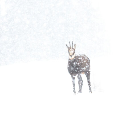 Chamois © Guillaume Pasche