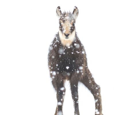 Chamois © Guillaume Pasche