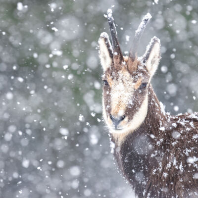 Chamois © Guillaume Pasche