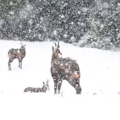 Chamois © Guillaume Pasche
