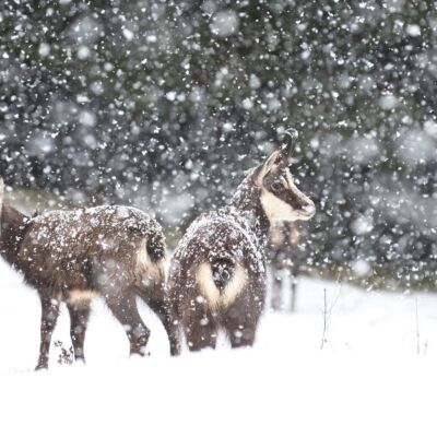Chamois © Guillaume Pasche
