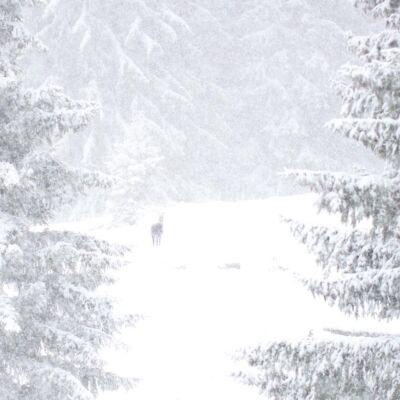 Chamois © Guillaume Pasche