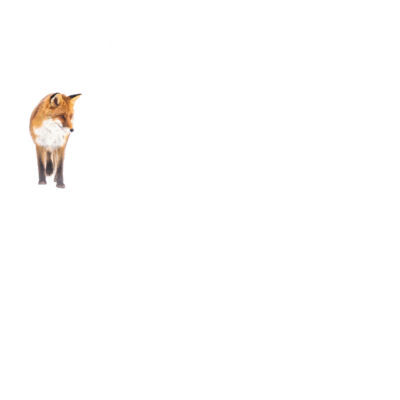Renard roux © Guillaume Pasche