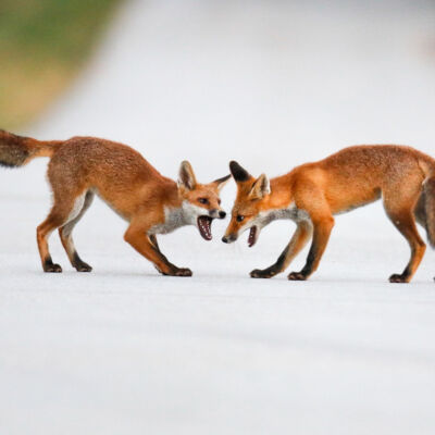Renards roux © Guillaume Pasche