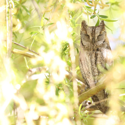 Petit-duc scops © Guillaume Pasche