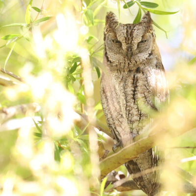 Petit-duc scops © Guillaume Pasche