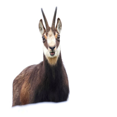 Chamois © Guillaume Pasche