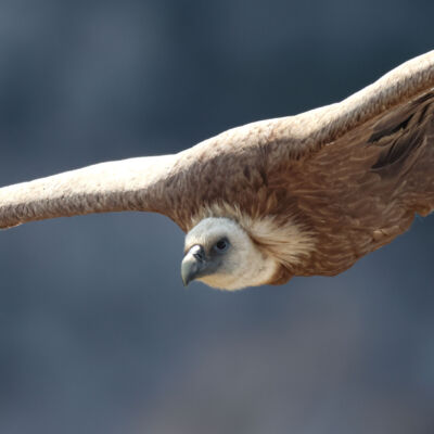 Vautour fauve © Guillaume Pasche