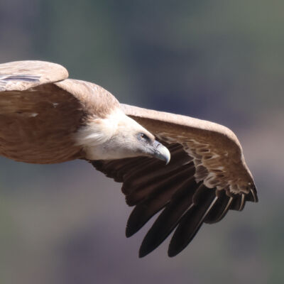 Vautour fauve © Guillaume Pasche