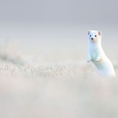 Hermine © Guillaume Pasche