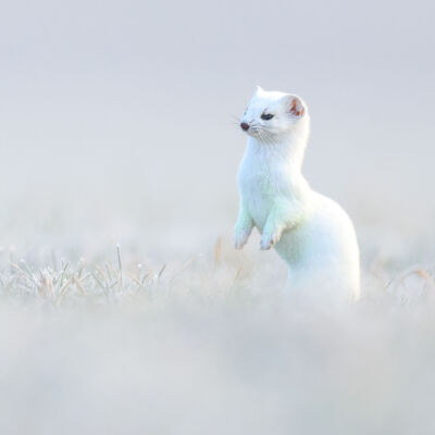 Hermine © Guillaume Pasche