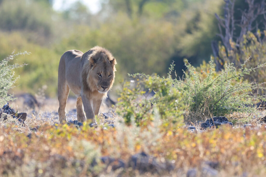 Lion - Namibie 2023