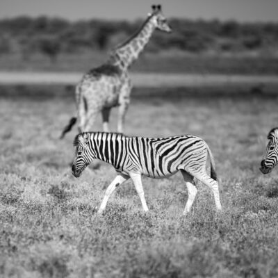 _X1A0241 2