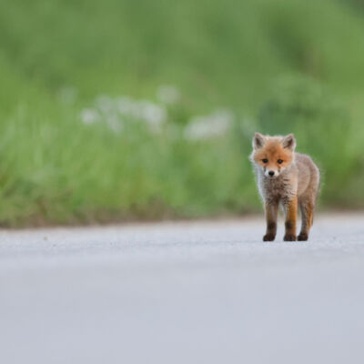 Renard roux ©Guillaume Pasche