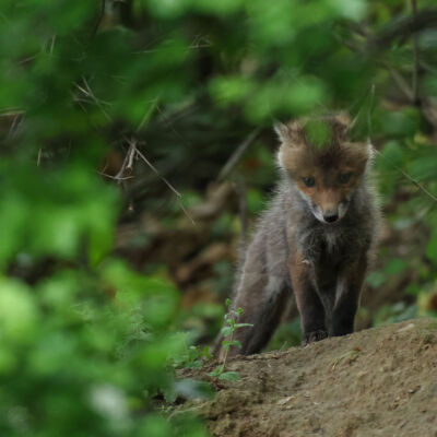Renard roux ©Guillaume Pasche