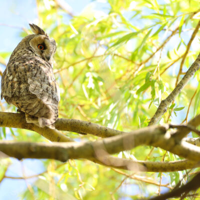 Hibou moyen-duc © Guillaume Pasche
