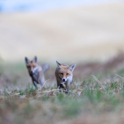 Renard roux ©Guillaume Pasche