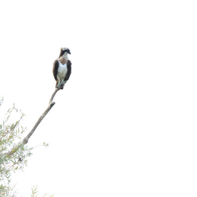 Balbuzard pêcheur ©Guillaume Pasche