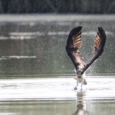 Balbuzard pêcheur ©Guillaume Pasche