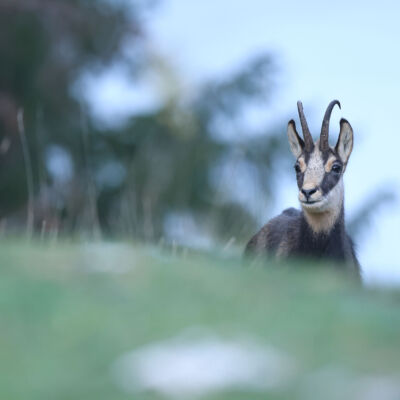 Chamois ©Guillaume Pasche