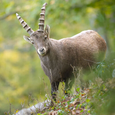 Bouquetin des Alpes ©Guillaume Pasche