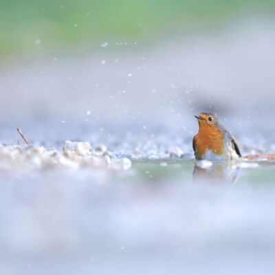 Rouge-gorge familier ©Guillaume Pasche