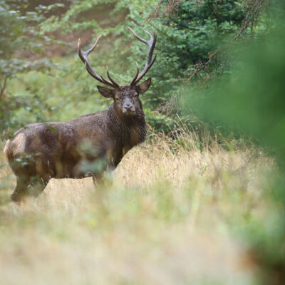 Cerf élaphe ©Guillaume Pasche