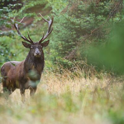 Cerf élaphe ©Guillaume Pasche
